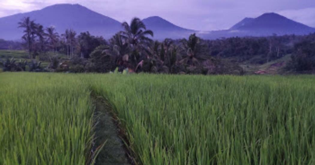 Kubu D'Ume Homestay Jatiluwih Exterior foto